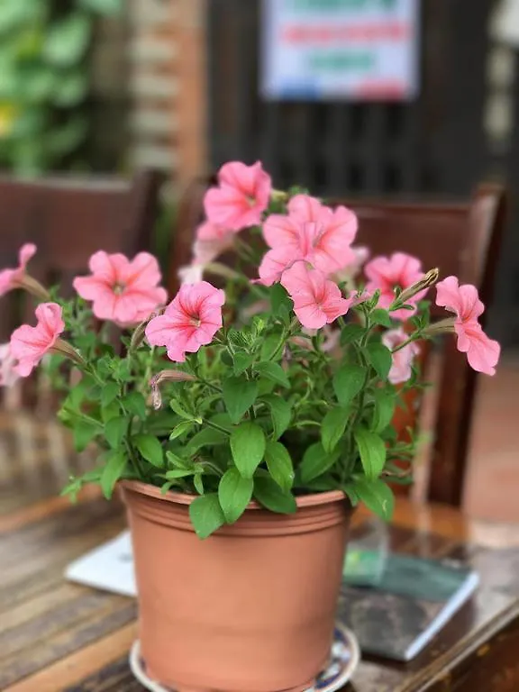 Thao Nguyen Phat Homestay Hoi An Vietnam