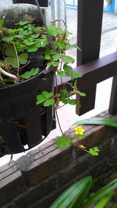 Thao Nguyen Phat Homestay Хойан